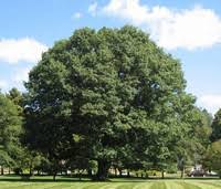 Same Dalton tree, 2014